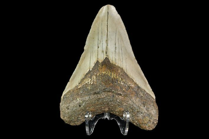Fossil Megalodon Tooth - North Carolina #109896